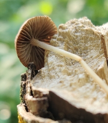 Psathyrella