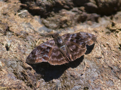 Ebrietas anacreon