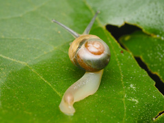 Helicarion perfragilis