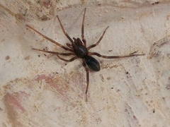 Phrurolithus
