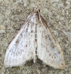 Saucrobotys futilalis