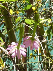 Passiflora