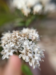 Stevia