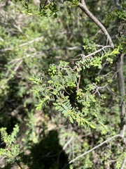 Pimelea serpyllifolia
