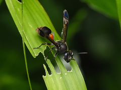 Ropalidia sumatrae