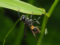 Ropalidia sumatrae
