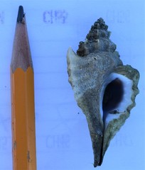 Eupleura muriciformis