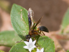 Poecilopompilus decedens