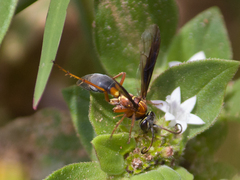 Poecilopompilus decedens