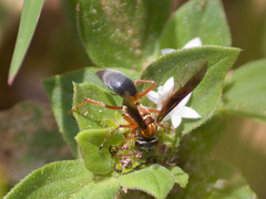 Poecilopompilus decedens