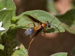 Poecilopompilus decedens