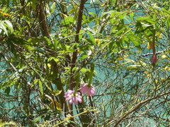 Passiflora