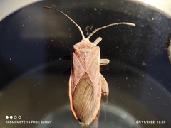 Physomerus grossipes