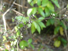 Helichrysum lanceolatum