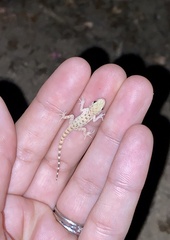 Cyrtopodion scabrum