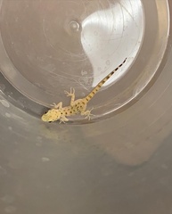 Cyrtopodion scabrum
