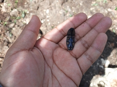 Chalcolepidius rugatus