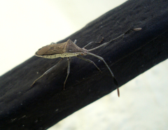 Chariesterus moestus