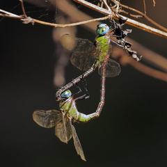 Coryphaeschna adnexa