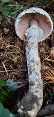 Agaricus sylvicola