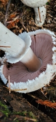 Agaricus sylvicola