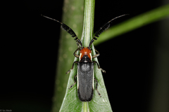 Hemilophus leucogramma