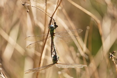 Coryphaeschna adnexa