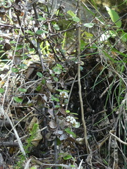 Helichrysum lanceolatum