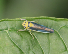 Ishidaella albomarginata