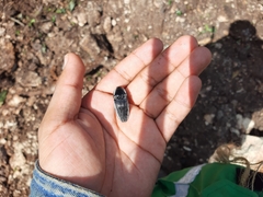 Chalcolepidius rugatus