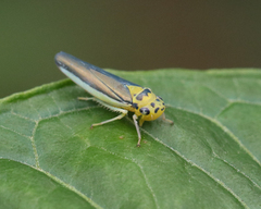 Ishidaella albomarginata