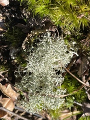 Cladonia amaurocraea