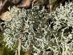 Cladonia amaurocraea