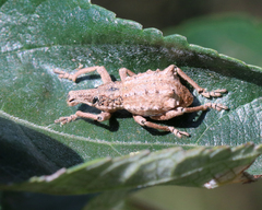 Leptopius tuberculatus