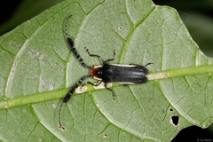 Hemilophus leucogramma