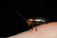 Hemilophus leucogramma