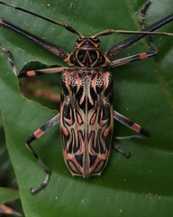 Acrocinus longimanus