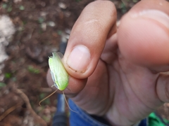 Panchlora