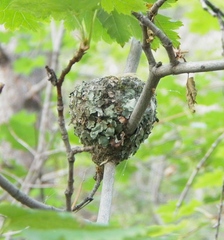 Selasphorus platycercus