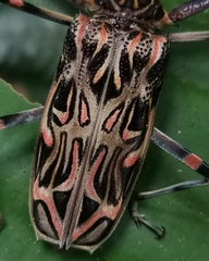 Acrocinus longimanus