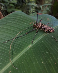 Acrocinus longimanus