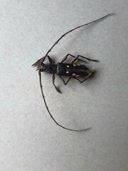 Ambonus interrogationis