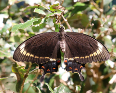 Papilio fuscus
