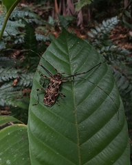 Acrocinus longimanus