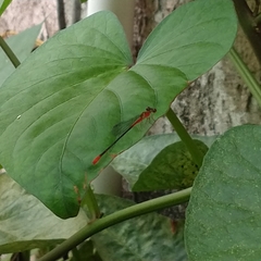 Telebasis collopistes