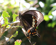 Papilio fuscus