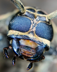 Acrocinus longimanus