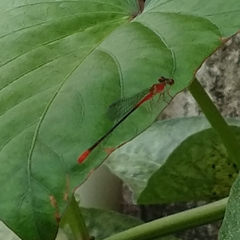 Telebasis collopistes