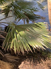 Trachycarpus fortunei