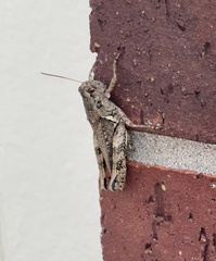 Melanoplus ponderosus